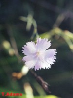 /album/wildflowers/d-valia-kalnta-3-jpg/